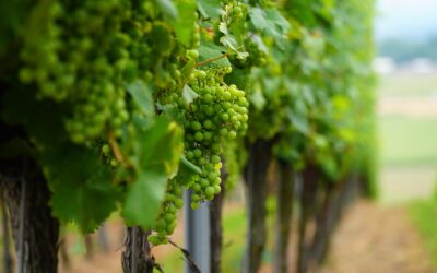 2025 Season – BC Wine Passport